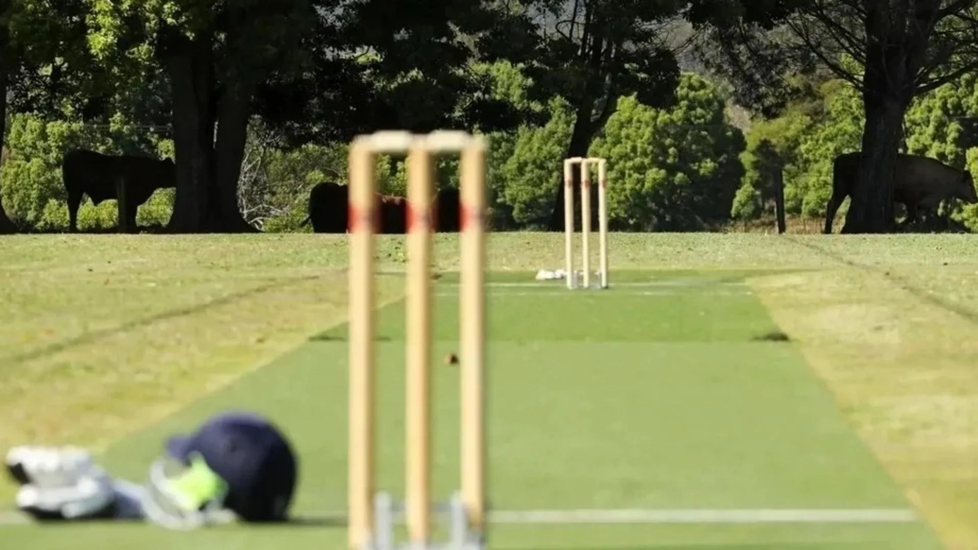 CFB vs GC Dream11 Prediction, Fantasy Cricket Tips, Playing XI, Pitch Report, & Injury Updates for KCC T10 Emerging League 2023, Match 50